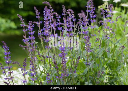 Holz-Salbei (Salvia Nemorosa), blühen, Deutschland Stockfoto