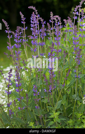 Holz-Salbei (Salvia Nemorosa), blühen, Deutschland Stockfoto