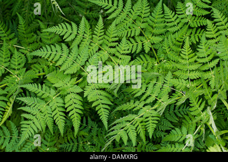 Sweet Cicely, Anis, Süßdolde, Spanisch Kerbel (Myrrhis Odorata, Scandix Odorata), Blätter, Deutschland Stockfoto