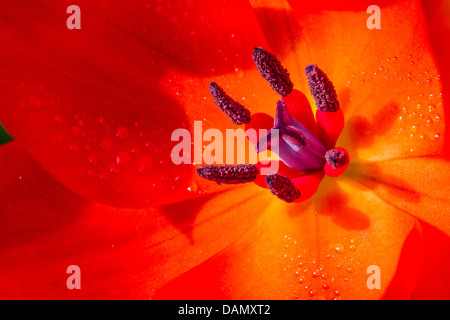 Tulpe (Tulipa spec.), rote Blume mit violetten Ausdauer und Stockfoto