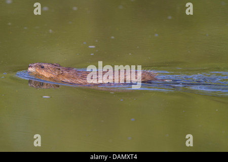 Bisamratte (Ondatra Zibethica), Schwimmen, Deutschland, Bayern Stockfoto