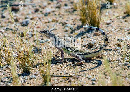 Zebra-angebundene Eidechse (Callisaurus Draconoides), mit erhöhten sich Schweif, USA, Arizona, Phoenix Stockfoto