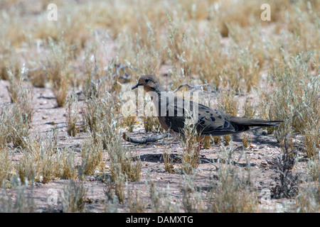 Trauer Taube (Zenaida Macroura), Suche nach Nahrung auf der Erde, USA, Arizona, Phoenix Stockfoto