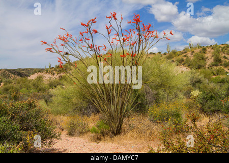 Ocotillo, Abschreckung, Jacob Personal, Rebe Kaktus (Fouquieria Splendens), blühen in der Sonora Wüste, USA, Arizona Stockfoto