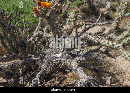 Weiß – Winged Taube (Zenaida Asiatica), nest mit Ei und Jungvogel in Cylindropuntia, USA, Arizona, Phoenix Stockfoto