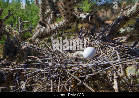 Weiß – Winged Taube (Zenaida Asiatica), nest mit Ei und Jungvogel in Cylindropuntia, USA, Arizona, Phoenix Stockfoto