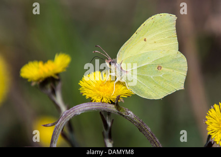 Zitronenfalter (Gonepteryx Rhamni), männliche auf Huflattich, Tussilago Farfara, Deutschland, Bayern Stockfoto