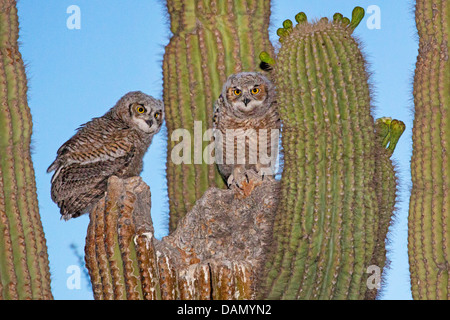 große gehörnte Eule (Bubo Virginianus), zwei junge Eulen sitzen zusammen im Nest im Saguaro, USA, Arizona, Phoenix Stockfoto