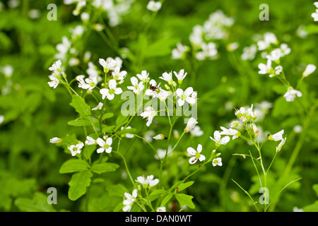 Großen Bitter-Kresse, große Schaumkraut (Cardamine Amara), blühen, Deutschland Stockfoto