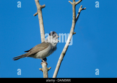 Mönchsgrasmücke - männlichen singen im Frühling Sylvia Atricapilla Essex, UK BI024757 Stockfoto