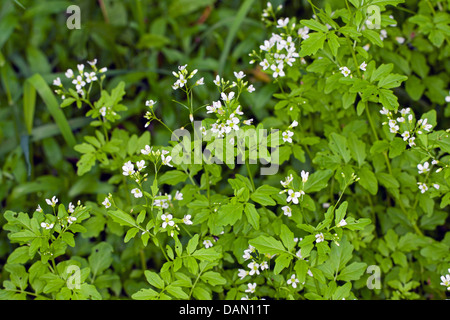 Großen Bitter-Kresse, große Schaumkraut (Cardamine Amara), blühen, Deutschland Stockfoto