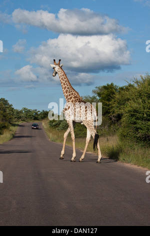 Giraffe, Giraffa Plancius, Krüger Nationalpark, Südafrika Stockfoto