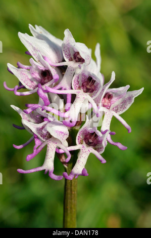 Affe Orchidee - Orchis Simia seltene britischen Orchidee Stockfoto