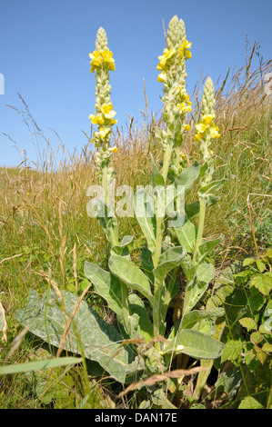 Große Königskerze - Verbascum Thapsus in Sanddünen am Qualitätsorientierung Burrows Stockfoto