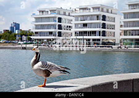 unter der Leitung von Bar Gans (Anser Indicus), stehend auf einer Wand vor dem medizinischen Zentrum an der See Phoenix, Deutschland, Nordrhein-Westfalen, Ruhrgebiet, Dortmund Stockfoto