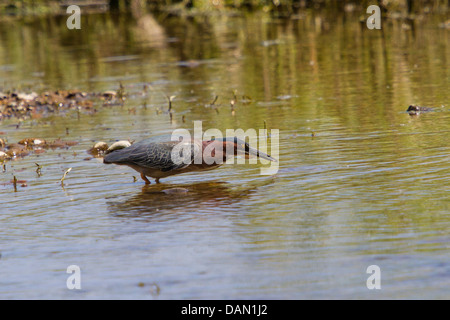 Grün Heron (Butorides Virescens), stehen im flachen Wasser mit ein wenig Fisch im Schnabel, Phoenix, Arizona, USA und Verde River Stockfoto