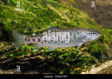 Regenbogenforelle (Oncorhynchus Mykiss, Salmo Gairdneri), mit der Jugend gezogen Stockfoto