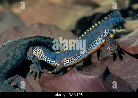 Bergmolch (Triturus Alpestris, Ichthyosaura Alpestris, Mesotriton Alpestris), in der Wasserphase schnüffeln ein weiblich männlich Stockfoto