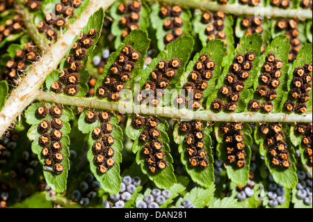 Sporen auf der Unterseite eines Blattes Farn Stockfoto