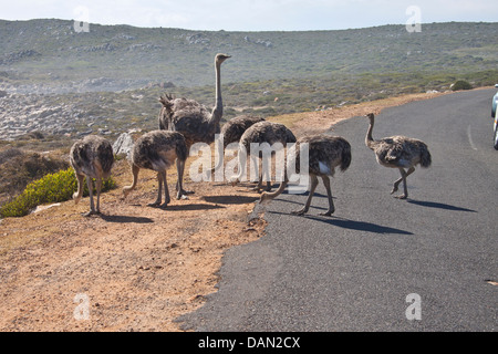 Strauß Familie, Struthio Camelus, Südafrika Stockfoto