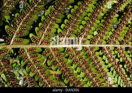 Sporen auf der Unterseite eines Blattes Farn Stockfoto