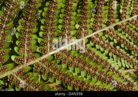 Sporen auf der Unterseite eines Blattes Farn Stockfoto