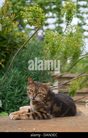 Eine Katze in einem englischen Garten unter Euphorbia Pflanzen oder Wolfsmilch UK Sonnenbaden Stockfoto