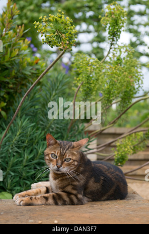 Eine Katze in einem englischen Garten unter Euphorbia Pflanzen oder Wolfsmilch UK Sonnenbaden Stockfoto