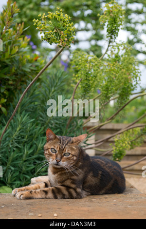 Eine Katze in einem englischen Garten unter Euphorbia Pflanzen oder Wolfsmilch UK Sonnenbaden Stockfoto