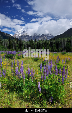 Lupinen in Mountain View Wiesen mit clearing-Himmel über Mt. Robson Mt. Robson Provincial Park-British Columbia-Kanada Stockfoto