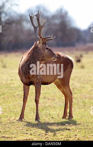 Schönes Bild von majestätischen Hirsch Hirsch in Waldlandschaft von Nebel Nebel Stockfoto