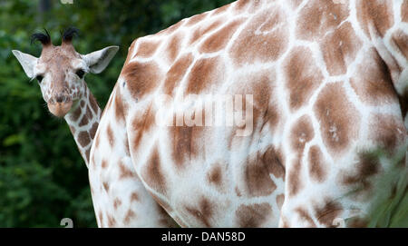 Zwölf - Wochen alten weiblichen Giraffe Protze verbirgt sich hinter ihrer Mutter Mutter Kabonga im Zoo Hellabrunn, Deutschland, 8. Juli 2011. Die junge Giraffe war vor drei Monaten geboren und hieß Protze am 8. Juli 2011; Was bedeutet "Fröhlichkeit". Foto: Peter Kneffel Stockfoto