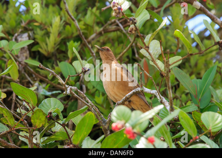 Lehm-farbigen Thrush, Turdus Grayi auf einem Ast in Costa Rica Stockfoto