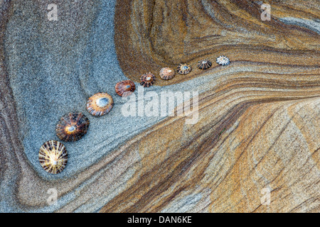 Limpet Muscheln auf Sandstein Felsen Schichten Muster. Northumberland Küste, England Stockfoto