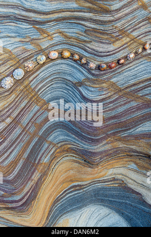 Limpet Muscheln auf Sandstein Felsen Schichten Muster. Northumberland Küste, England Stockfoto