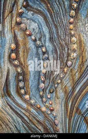 Limpet Muscheln auf Sandstein Felsen Schichten Muster. Northumberland Küste, England Stockfoto