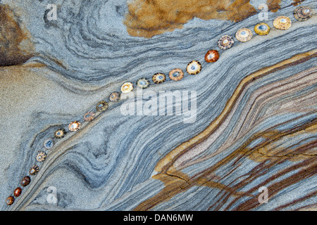 Limpet Muscheln auf Sandstein Felsen Schichten Muster. Northumberland Küste, England Stockfoto