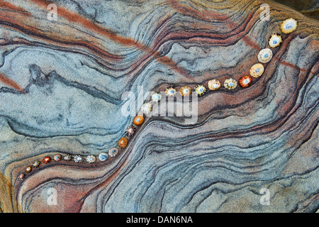 Limpet Muscheln auf Sandstein Felsen Schichten Muster. Northumberland Küste, England Stockfoto