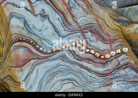 Limpet Muscheln auf Sandstein Felsen Schichten Muster. Northumberland Küste, England Stockfoto