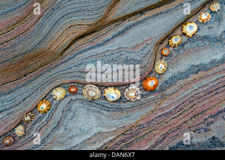 Limpet Muscheln auf Sandstein Felsen Schichten Muster. Northumberland Küste, England Stockfoto