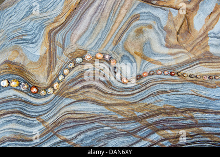 Limpet Muscheln auf Sandstein Felsen Schichten Muster. Northumberland Küste, England Stockfoto