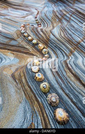 Limpet Muscheln auf Sandstein Felsen Schichten Muster. Northumberland Küste, England Stockfoto