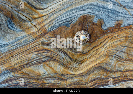 Limpet Shell auf Sandstein Felsen Schichten Muster. Northumberland Küste, England Stockfoto