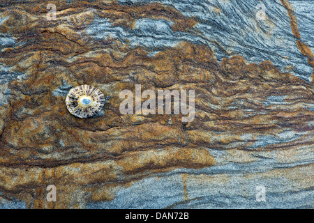 Limpet Shell auf Sandstein Felsen Schichten Muster. Northumberland Küste, England Stockfoto