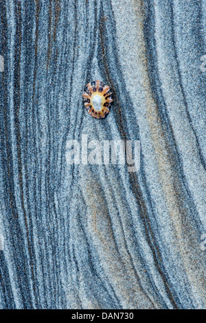 Limpet Shell auf Sandstein Felsen Schichten Muster. Northumberland Küste, England Stockfoto