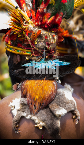 Detail mit Fellen, Federn und tote Vögel als tribal Kostüm, Goroka Festival, Papua-Neu-Guinea getragen wird Stockfoto