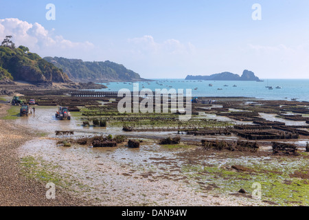 Austernzucht in Cancale, Bretagne, Frankreich Stockfoto