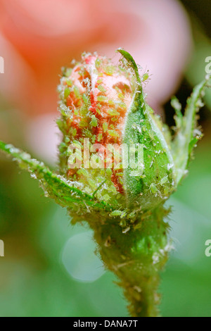 Blattläuse auf rose Knospe. Stockfoto