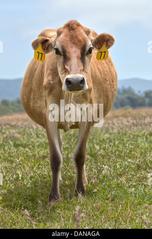 Jersey "Bos Taurus" Molkerei grüne Kuhweide. Stockfoto