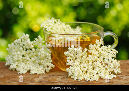 Holunderblüten-Infusion. Sambucus Nigra. Stockfoto